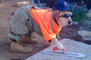 what jobs can a dog do
